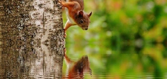 scaredy squirrel pdf